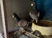 Turkish, polish, American show racer, racer pigeon for sale Diferent price and preceding pairs available