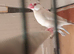 Various birds for sale