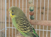 Three lovely young budgies