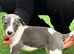 Whippet Puppies