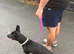Whippet crossed with staffie pup