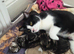 3 beautiful kittens