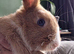 Male and female bunny's