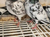 Pakistani highflyer pigeons for sale