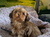 KC Imperial Shih Tzu Girl Puppy
