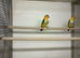 2026 Breeding pairs Yellow Thighed Caiques &pound;995pr with DNA's