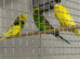 Exhibition budgies