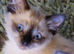 Ragdoll Kittens