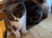 Persian Kittens