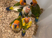 Selling baby handreared sun conures