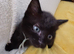 9 Beautifull kittens looking for loving homes.
