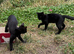 5 beutiful kittens for sale
