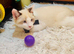 4 cross ragdoll 1 adult 3 kittens
