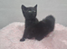 Beautiful kittens
