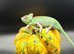 Pied Yeman chameleons
