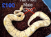 Royal Pythons