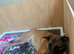 American bulldog x Belgian Malinois pups