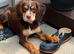 Choclate and tan tri working cocker bitch pup