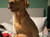 Labrador Retriever puppy