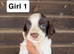 KC Springer spaniel puppies