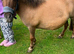 Rosie and Chester.Adorable Miniature Shetlands