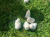 Silkie chicks