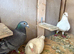 Selling 4 pigeons