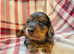 Miniature Daschund