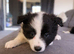 Border collie puppies
