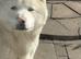 Japanese Akita Inu breeding pair