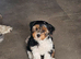 Yorkshire Terrier Puppy – 10 Weeks Old