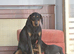 Extensively health tested dobermann pups