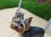 Ready to leave Yorkshire terrier boy