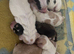 Working cocker Spaniels