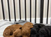 Cockapoos stunning litter