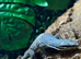 Kimberley Monitor at Birmingham Reptiles (Free Shipping over &pound;750)