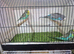 Male budgies available