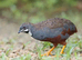 Cute Chinese painted quail