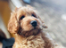 F1B cockapoo 1 left ready to leave