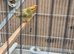 Bengalese finches and Star finches for sale