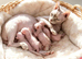 STUNNING RED/SILVER SPHYNX BOY KITTEN