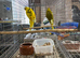 Pair of Kakariki available