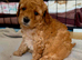 Beautiful 2 Toy Poodles