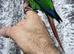 Pearly conure