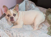 Puppy 5 months fawn pie Frenchie