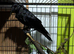 Jack daw (young bird)