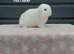 Beautiful purebred mini lop ready to leave