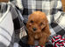 Stunning F1 cavapoos ready now !