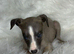Whippet pups