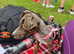 Female Merle Jack russell Crossbreed